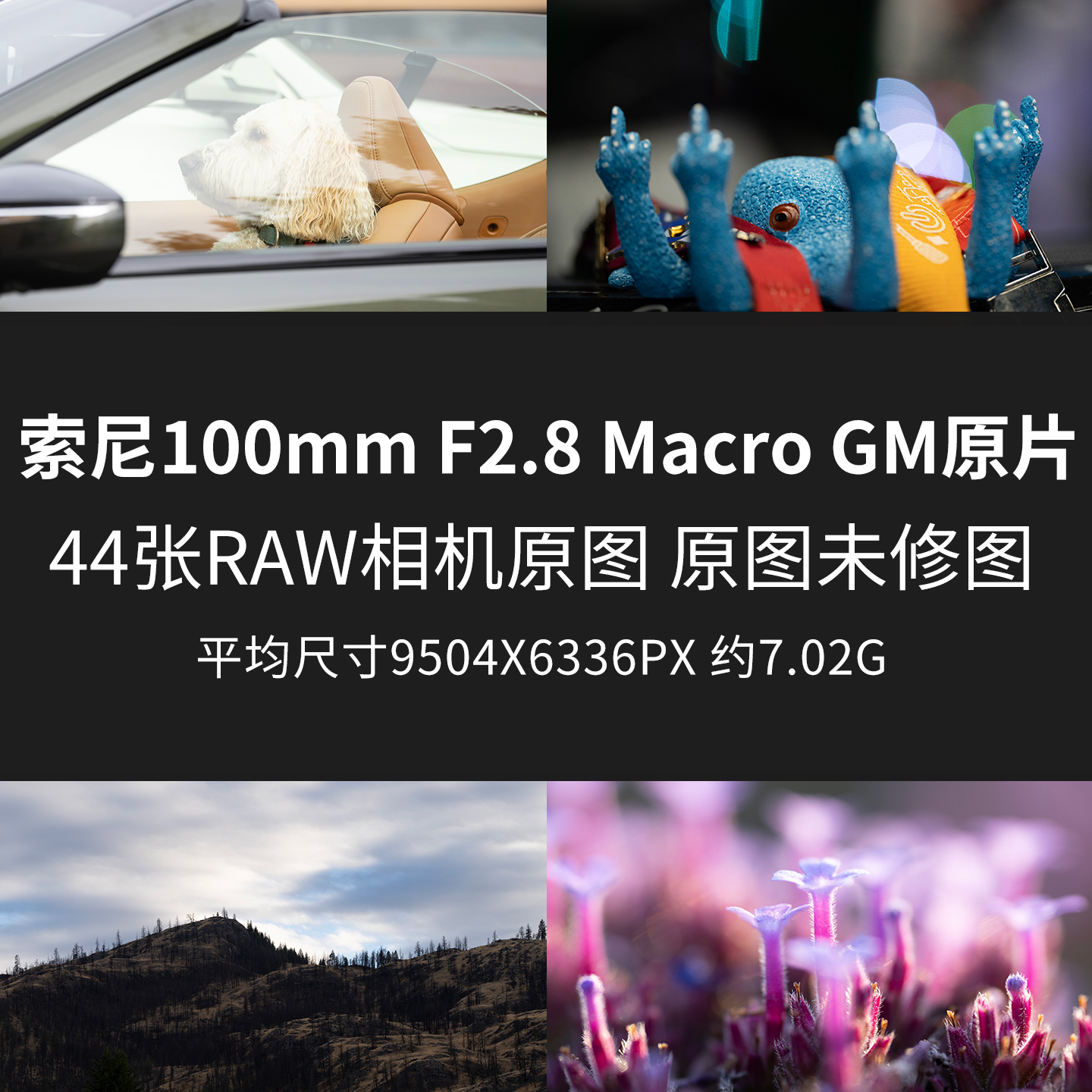 索尼100mmF2.8Macro GM原片RAW+JPG相机直出未修原图高清素材图片