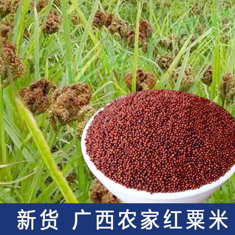 广西鸭脚粟米粒鸭脚粟粉杂粮