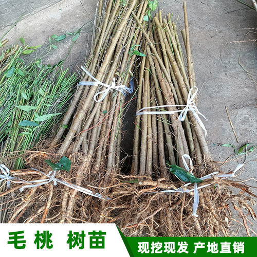 现挖桃树可嫁接李子落叶毛桃苗木