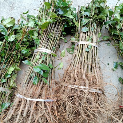 四川棠梨杜梨实生苗可占地