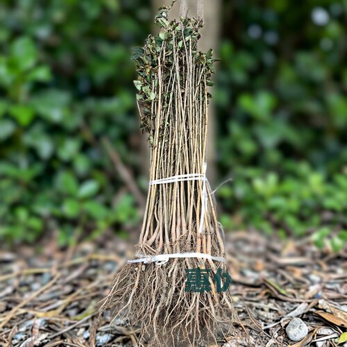 现挖苹果砧木苗山丁子树苗