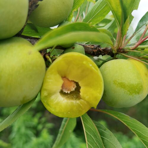四川脱骨李子树苗早熟青脆李