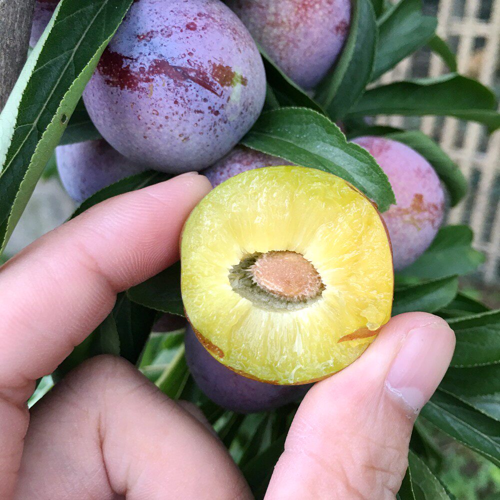 四川晚熟红脆李苗汶川红脆李子树苗脱骨脆红李苗当年结果树包技术