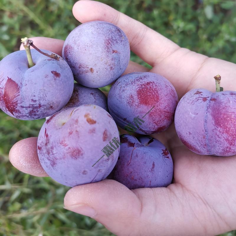 晚熟红脆李子苗脱骨离核现挖保湿