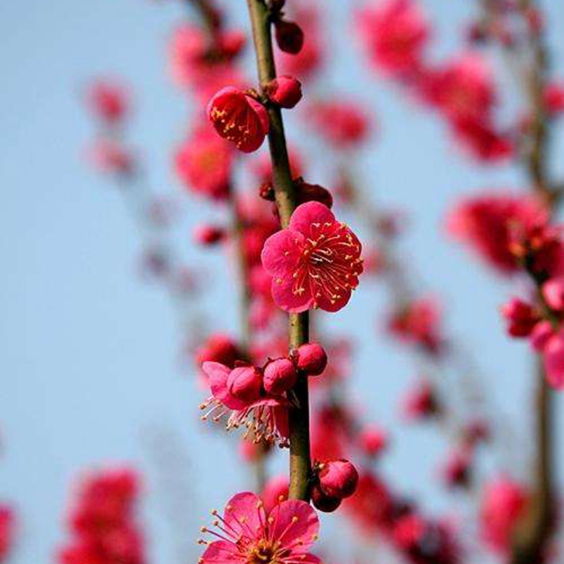 纯正庭院花卉红梅花树苗腊梅苗绿化风景树梅子树苗当年开花现挖