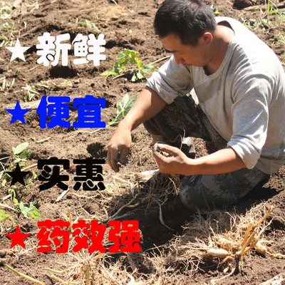 长白山新鲜移山参包邮