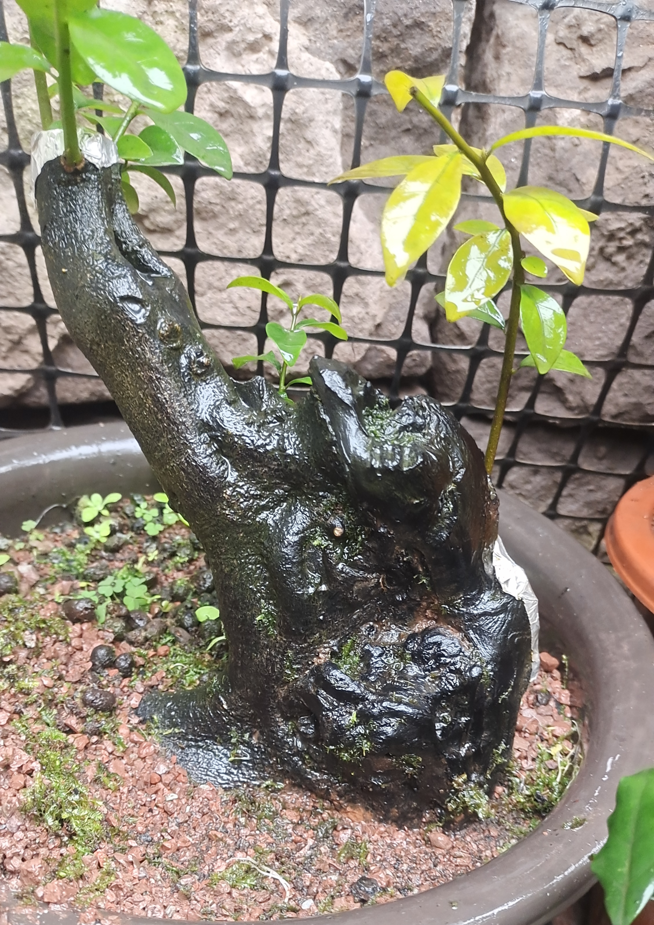 灌木金弹子原生母桩公母组合碳化老桩阳台小品熟桩怪桩动物象形桩