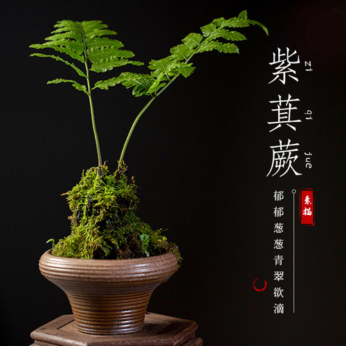 紫萁蕨类办公室客厅茶桌净化空气