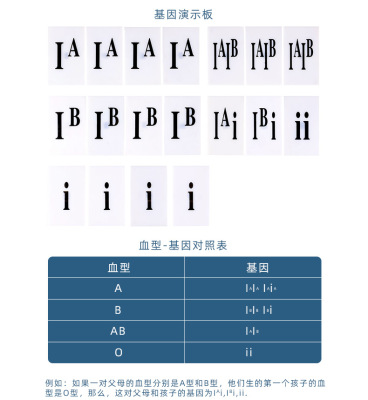 可普 初中磁吸式生物ABO血型实验盒教学教具仪器用于中学生讲授人