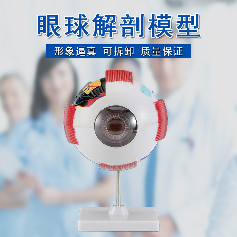 眼球结构解剖模型眼珠构造生物实验器材中学生物演示用可拆卸眼科摆件