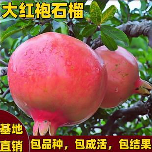 大红袍石榴树树苗南北方庭院阳台种植嫁接特大果软籽石榴当年结果