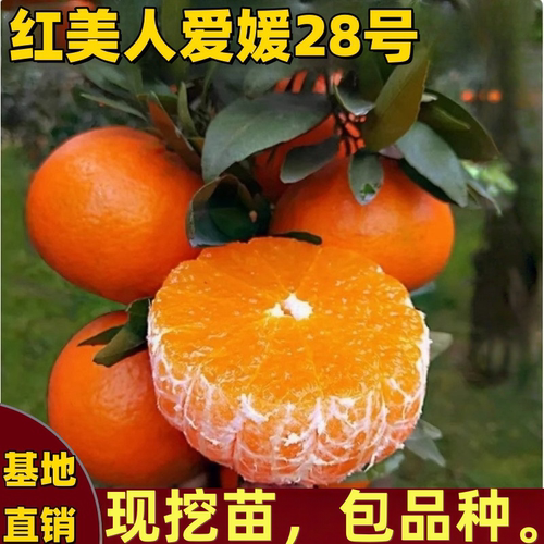 爱媛28号柑橘树苗南北方庭院盆栽