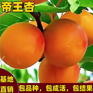 帝王杏苗南北方耐寒地栽盆栽嫁接早熟杏子特大号杏树果苗当年结果