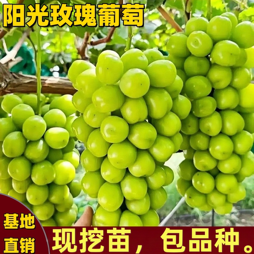 阳光玫瑰葡萄树苗南北方地栽盆栽