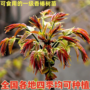 香椿树苗南北方庭院盆栽地栽食用香椿苗红油香椿树苗高产当年结果