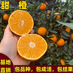 甜橙苗南北方庭院陽臺地栽盆栽多汁高嫁接臍橙樹苗矮化產(chǎn)當(dāng)年結(jié)果