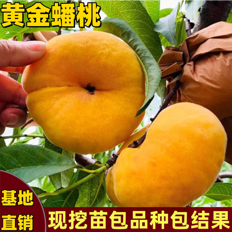 黄金蟠桃树苗南北方庭院地栽盆栽嫁接桃树苗脆甜黄肉大果当年结果