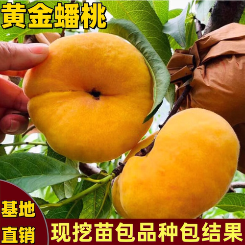 黄金蟠桃南北方庭院种植大果香甜