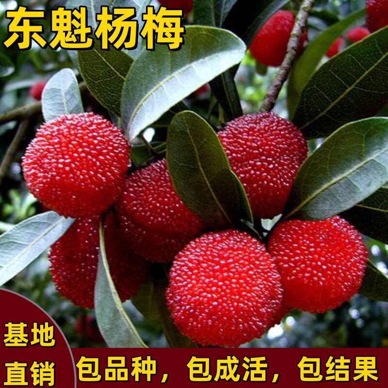 东魁杨梅树苗正宗嫁接矮化特大杨梅苗南北方种植盆栽地栽当年结果