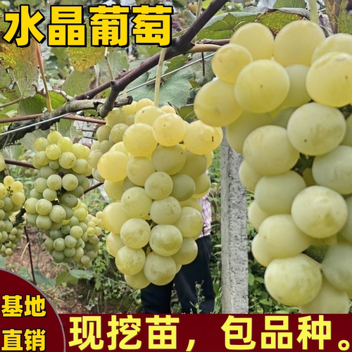 水晶葡萄树苗南北方庭院大果无核