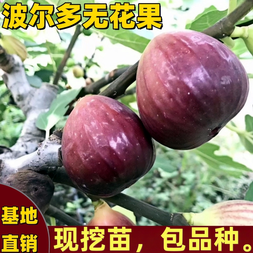 紫色波尔多无花果树苗南北方特大