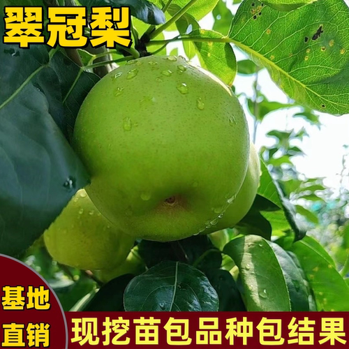 正宗翠冠梨树苗矮化青皮水果梨树