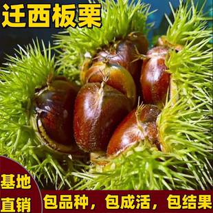 迁西板栗苗南北方庭院地栽耐寒特大号板栗树果苗盆栽嫁接当年结果