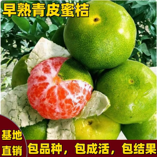 青皮蜜桔树苗嫁接无核青皮桔子苗早熟薄皮南北方种植耐寒当年结果