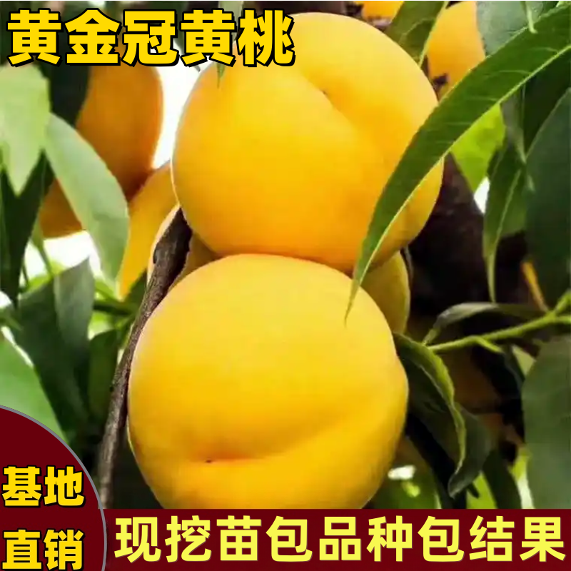 黄金冠黄桃树苗南北方种植嫁接桃树苗黄肉特大果抗病耐寒当年结果