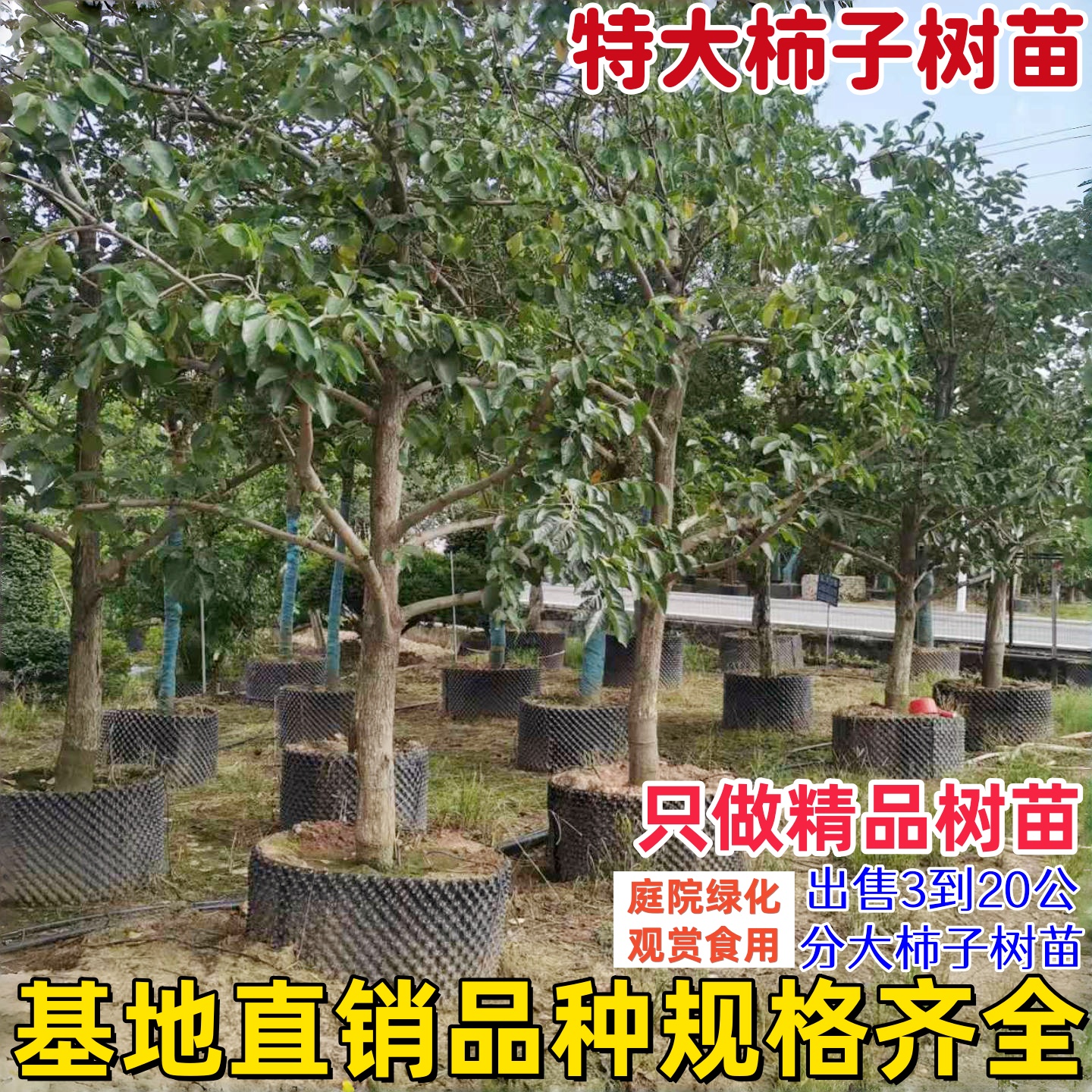 大柿子树苗大果脆甜正宗水果柿子