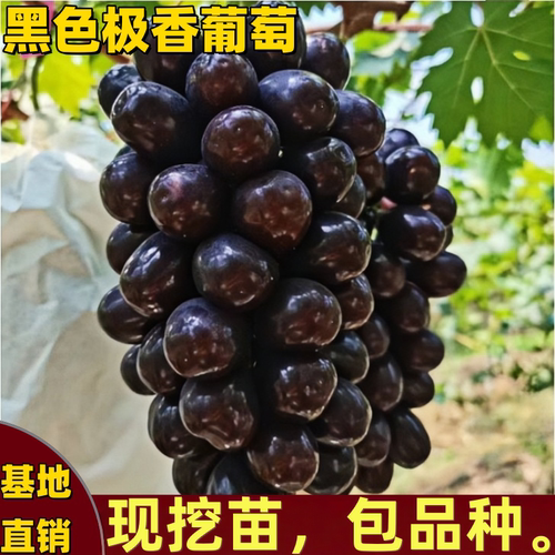 黑色极香葡萄树苗南北方嫁接爬藤