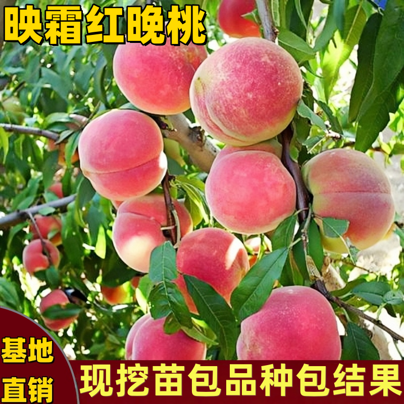 映霜红桃苗南北方种植地栽盆栽嫁接脆甜桃树苗果树苗晚熟当年结果