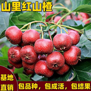山里红山楂树苗耐寒甜山楂苗庭院盆栽地栽山楂树活苗大果当年结果