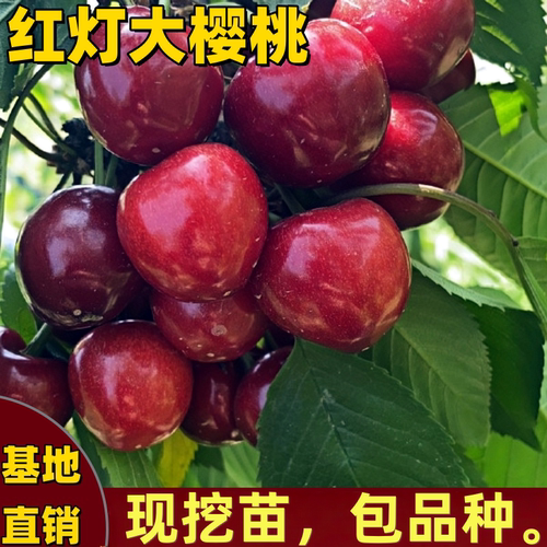 红灯樱桃苗南方北庭院车厘子树苗