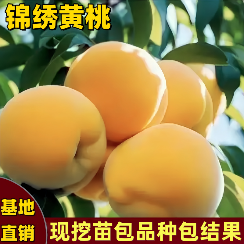 锦绣黄桃苗南北方种植耐寒嫁接黄肉桃树果树苗脆甜特大果当年结果