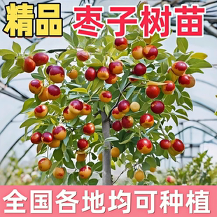 枣子树苗南方北方特大果脆甜冬枣树苗大枣矮化嫁接冰糖心当年结果