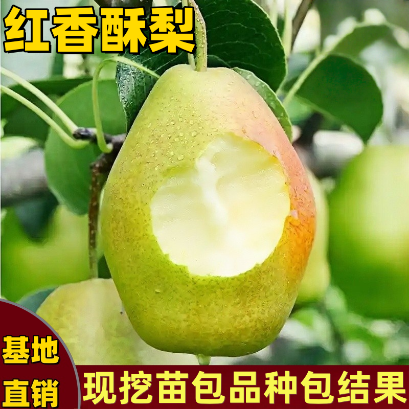 正宗红香酥梨树苗嫁接矮化红梨苗特大果南方北方种植耐寒当年结果