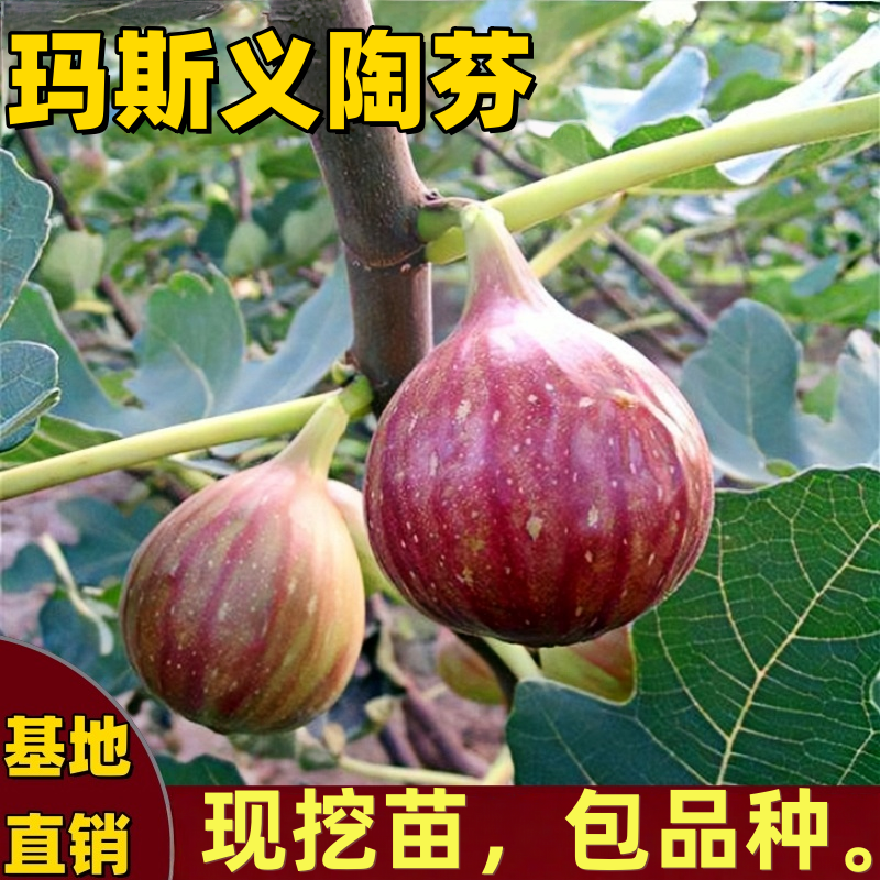 玛斯义陶芬无花果苗南北方庭院耐寒嫁接矮化无花果树果苗当年结果
