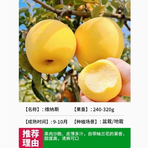 维纳斯黄金苹果树苗南北方种植