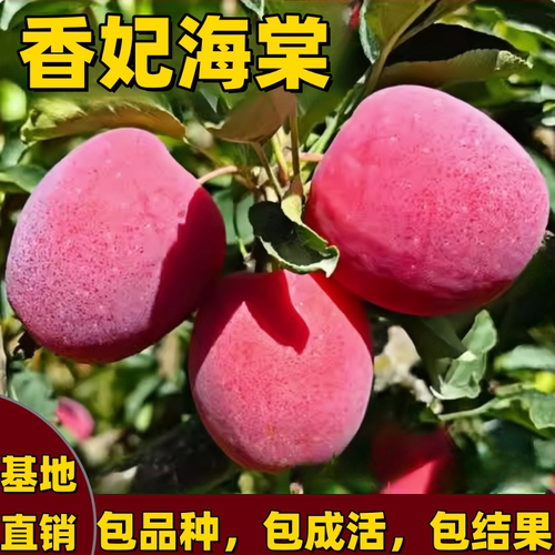 香妃海棠苹果树苗南北方庭院地栽