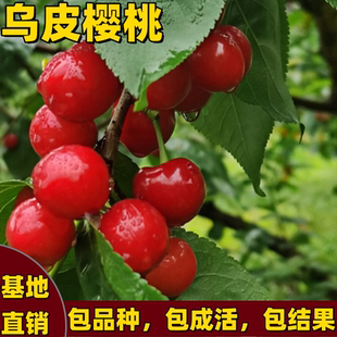 乌皮樱桃树苗南北方庭院盆栽地栽耐寒嫁接矮化车厘子树苗当年结果