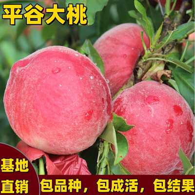 平谷大桃苗南北方种植特大果脆甜