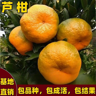 芦柑树苗南方北方庭院地栽嫁接橘子树果树苗大果盆栽耐寒当年结果