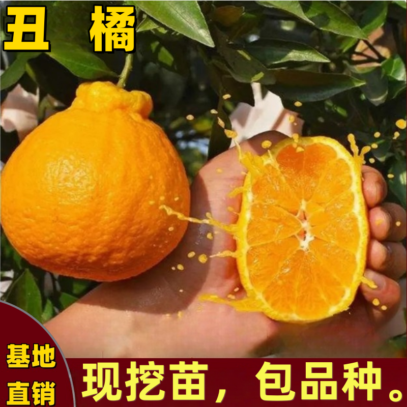 春见耙耙柑树苗南北方柑橘树苗阳台盆栽嫁接不知火丑八怪当年结果