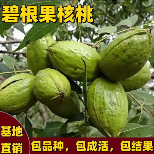 碧根果树苗南北方耐寒嫁接特大号