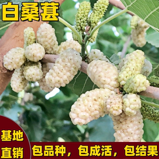 白桑葚树苗南北方庭院盆栽地栽耐寒嫁接大叶桑葚盆栽果树当年结果