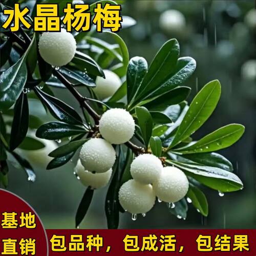 正宗水晶杨梅树苗白塔杨梅果树苗