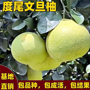 度尾文旦柚子树苗南北方种植大果型带土球嫁接蜜柚子树苗当年结果