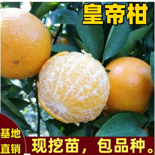 皇帝柑嫁接果树苗南北方当年结果