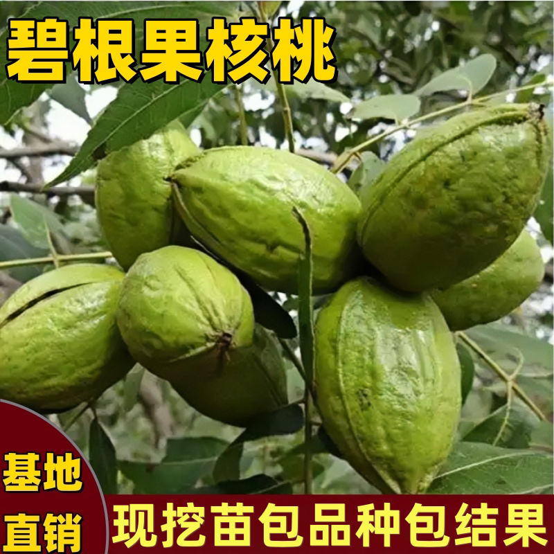 碧根果树苗南北方耐寒种植美国山核桃树苗嫁接薄壳核桃苗当年结果